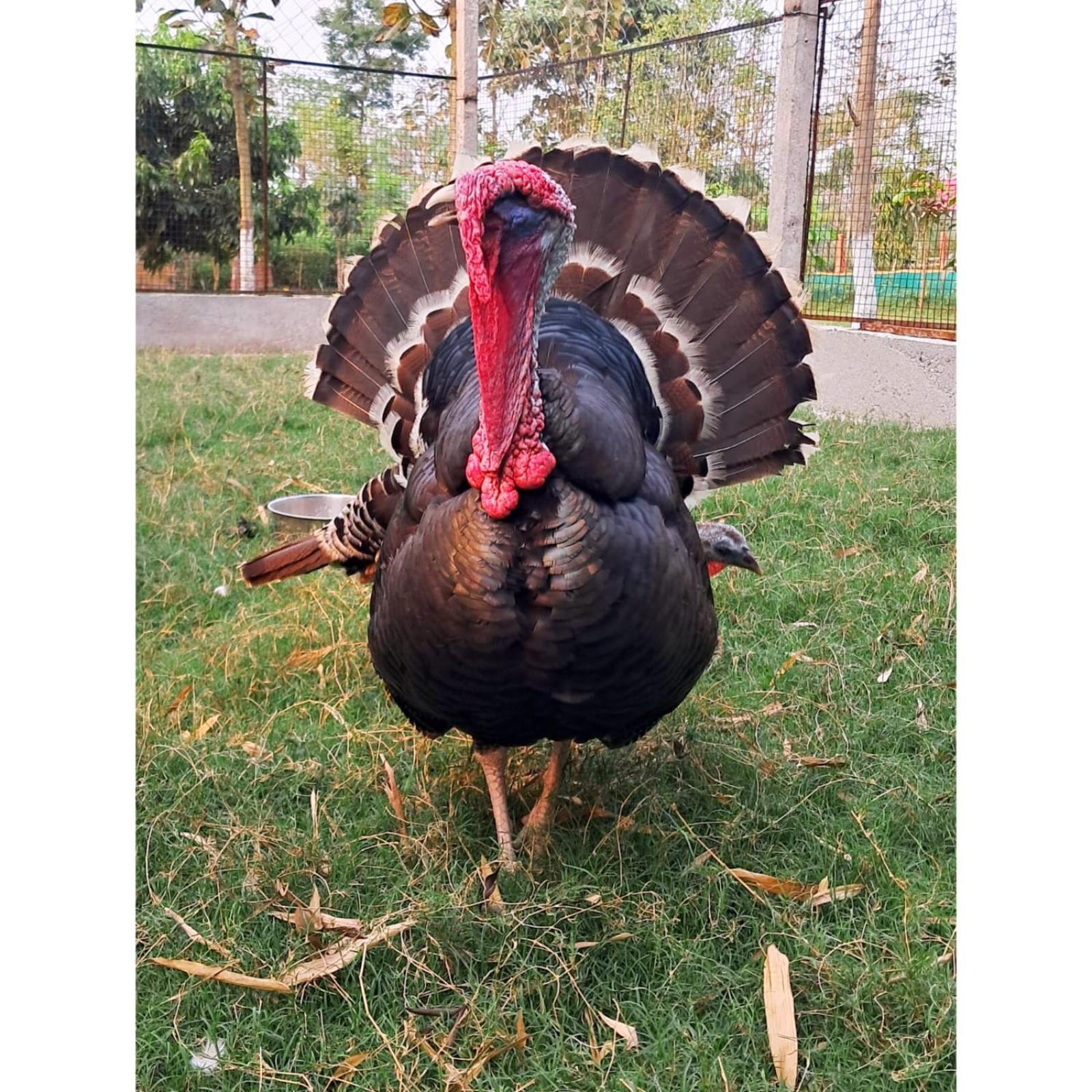 Krishna Farms And Village Resort Siliguri Exteriör bild